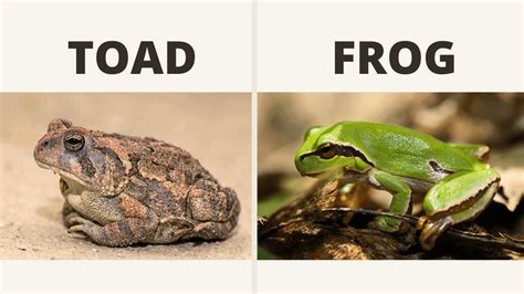 Apart from the true frogs, other Anurid amphibian species include the tree frogs, and the fire-bellied toad, which is covered in bumps and looks very toad-like, but is not a true toad. ADVERTISEMENT. So, all toads are frogs, but certain non-toad frog species actually resemble true toads far more than the typical frogs they really are.